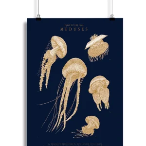 Affiche Méduses 30x40 cm